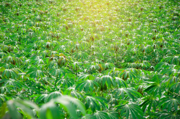 cassava or tapioca plant organic farm, green leaf backgrounds, selective focus