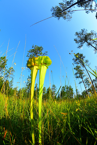 Yellow pitcher plants (Sarracenia flava) growing up and above other vegetation  in sparse pine forest understory. Photo taken in Northwest Florida