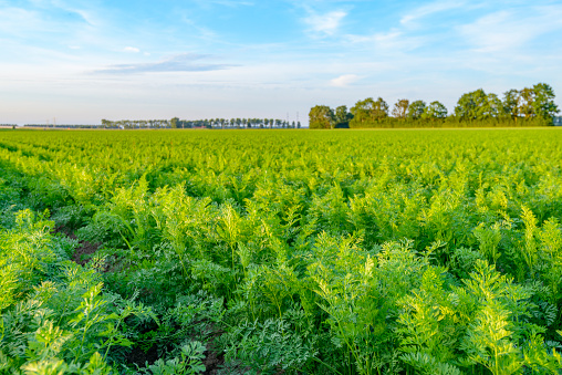 Carrot plants growing in a field during summer. Empty landscape at the end of a beautiful summer day.