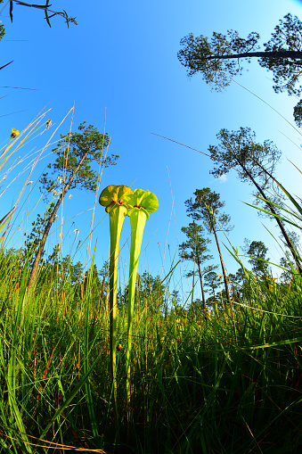 Yellow pitcher plants (Sarracenia flava) growing up and above other vegetation  in sparse pine forest understory. Photo taken in Northwest Florida