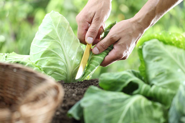 istock Hands picking a cabbage in vegetable garden, close up 825129940