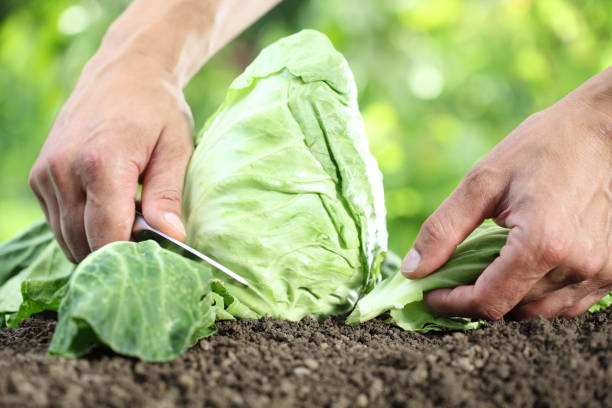 istock Hands picking a cabbage in vegetable garden, close up 825129958