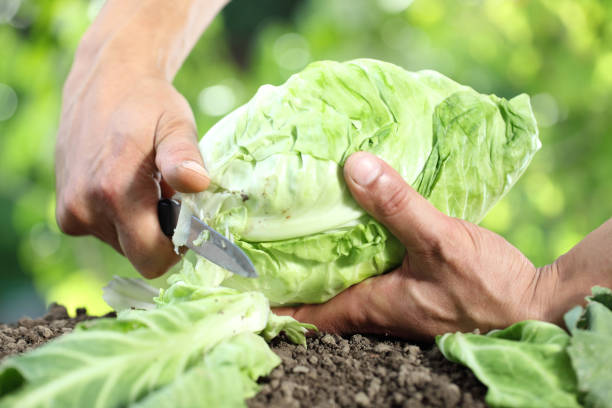 istock Hands picking a cabbage in vegetable garden, close up 825129960