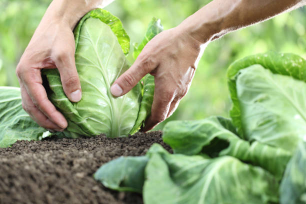 istock Hands picking a cabbage in vegetable garden, close up 825129962