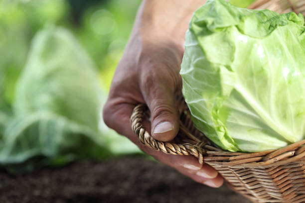 istock Hands picking a cabbage with basket in vegetable garden, close up 825130008