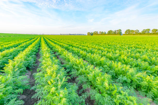 istock Carrot plants growing in a field during summer 825130642