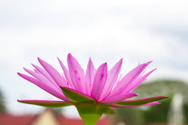 Colorful of a lotus blooming in the early seasons of nature.