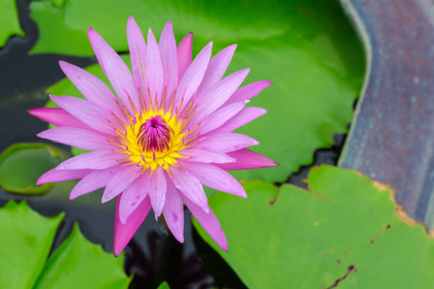 istock Colorful of a lotus. 825130730