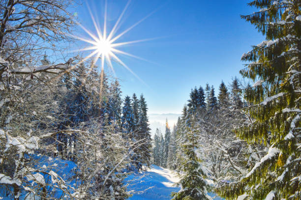 Winter landscape, at the forest edge