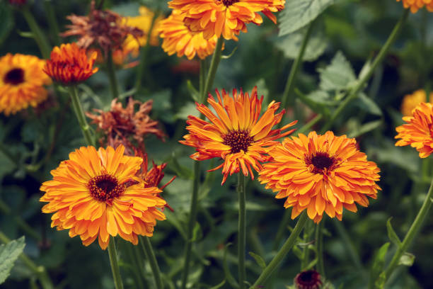 istock Summer background with growing flowers calendula, marigold 825134188