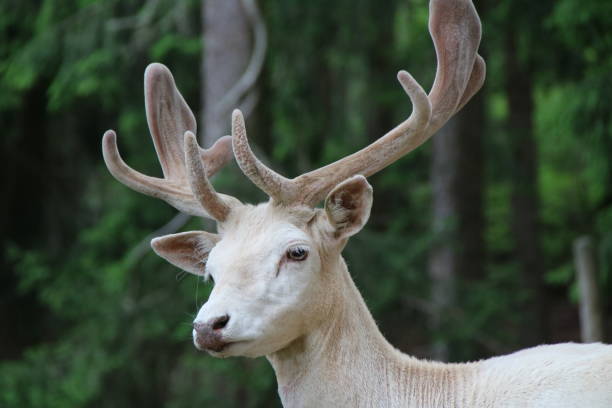 istock White Male Fallow Deer Buck (Dama dama) 825134994
