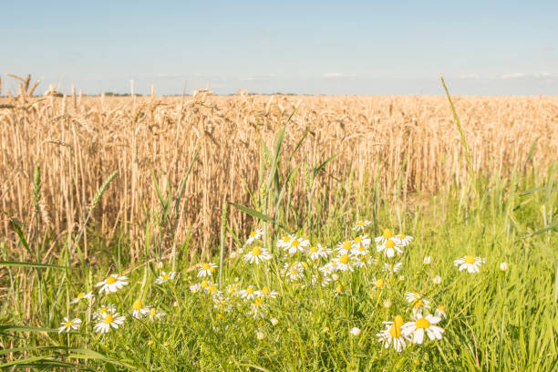 istock Wheat field on sunny day in summer with daisy flowers 825135038