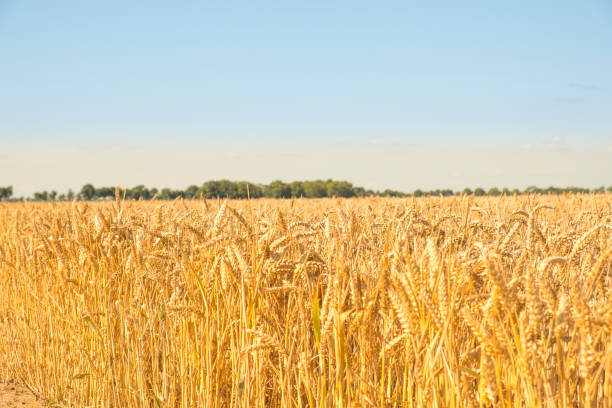 istock Golden wheat field on sunny day in summer 825135392