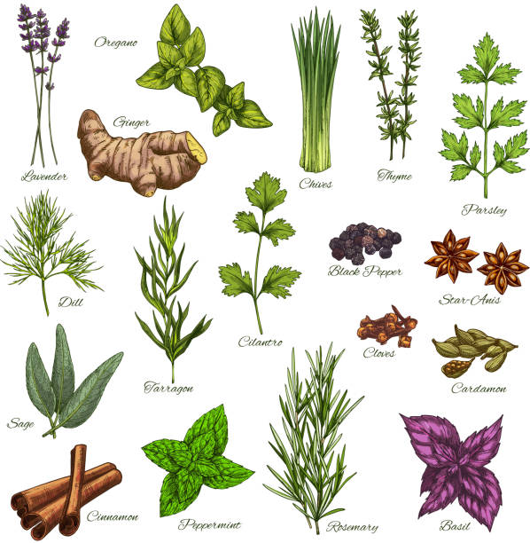 isolierte vektor-icons von natürlichen gewürzen und kräutern - herb tarragon thyme parsley stock-grafiken, -clipart, -cartoons und -symbole