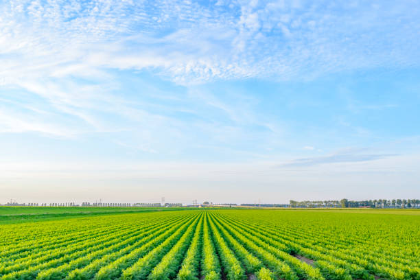 Carrot plants growing in a field during summer. Empty landscape at the end of a beautiful summer day.