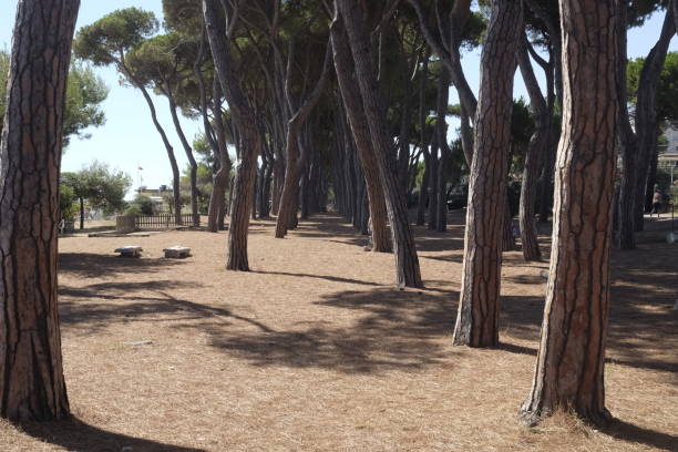 istock Pinewood in abruzzo 825138282