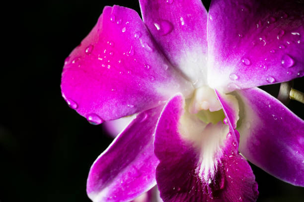 istock Closed up at Orchid flower 825141624