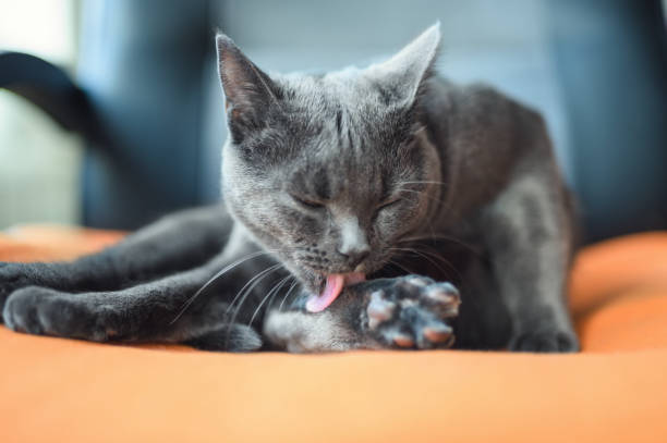 Chartreux Cat Licking Paw Beautiful Chartreux is licking his paw animal leg stock pictures, royalty-free photos & images