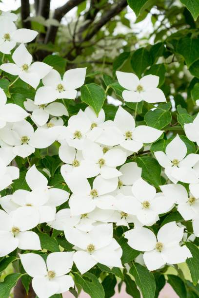 istock White flowers blooming in summer park 825146622