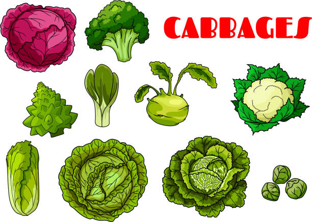 gemüse kohl isoliert vektor-icons - kohlrabi on food ripe stock-grafiken, -clipart, -cartoons und -symbole