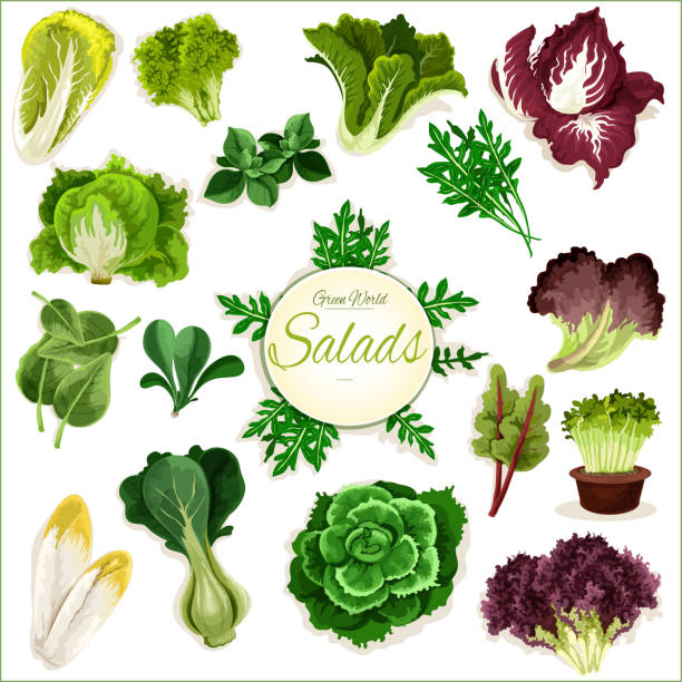 ilustraciones, imágenes clip art, dibujos animados e iconos de stock de ensalada verde, verduras vector poster - arugula salad plant leaf