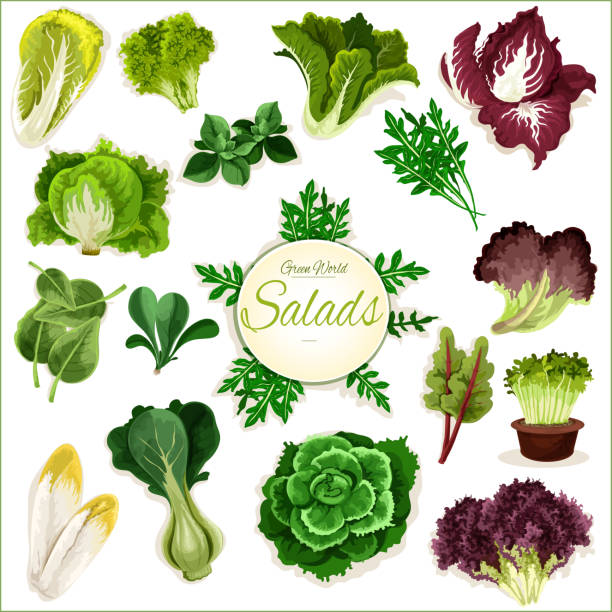салат зелень, листовые овощи вектор плакат - kale chard vegetable cabbage stock illustrations