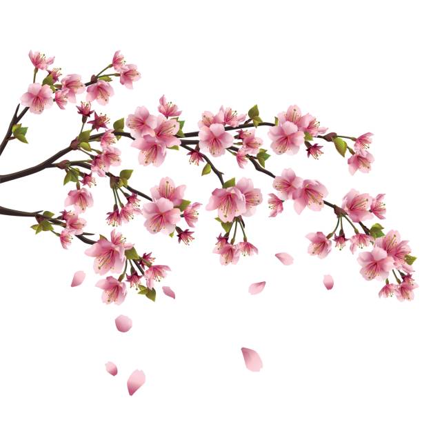 illustrations, cliparts, dessins animés et icônes de fleur de sakura - cerisier japonais isolé sur fond blanc - sakura tree flower cherry blossom