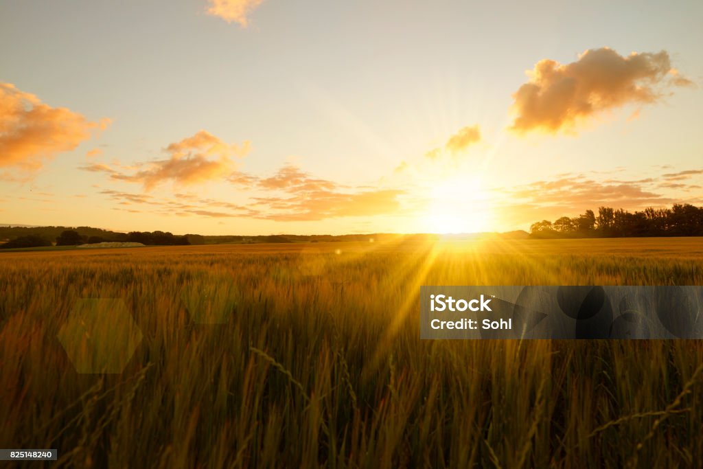 Sunrise over field - Foto de stock de Salida del sol libre de derechos