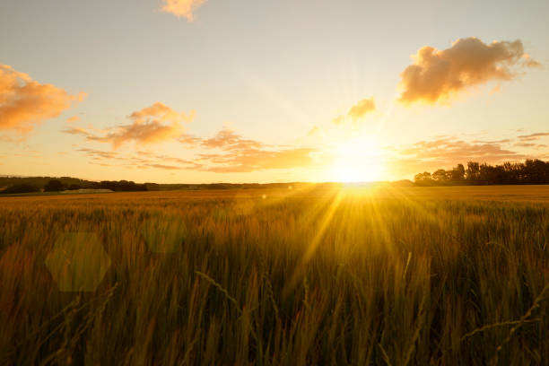 sunrise over field - grano planta fotos fotografías e imágenes de stock