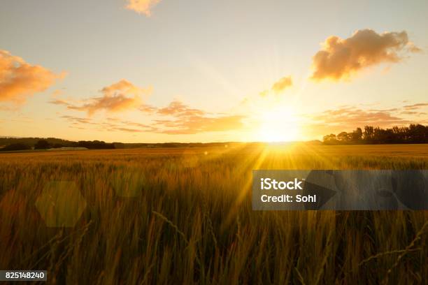 Sunrise Over Field Foto de stock y más banco de imágenes de Salida del sol - Salida del sol, Sol, Luz del sol