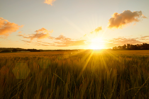 Meadow grasses, bushes and trees in the rays of the setting Sun during golden time