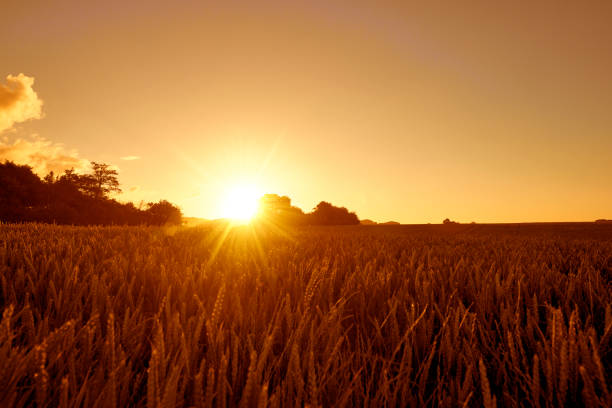 istock Sunrise in the countryside 825148290