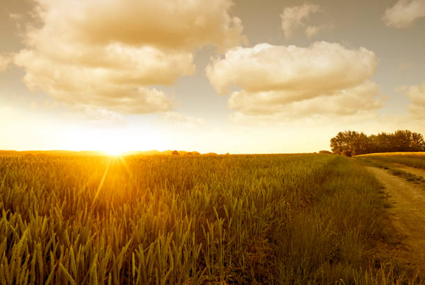 istock Sunrise and gravel road 825148292