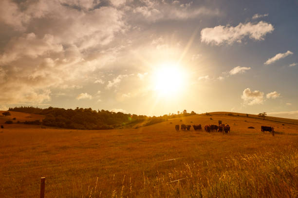 istock Sunrise over farm animals 825150334