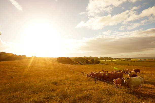 istock Sunrise in the countryside 825150354