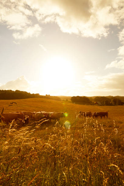 istock Sunrise over farm animals 825150360