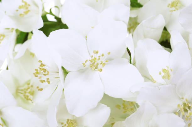 istock Beautiful flowers of jasmine ( Philadelphus) 825150636