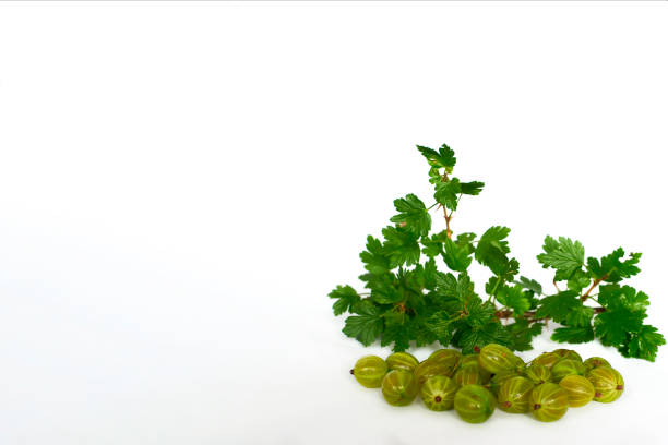 Gooseberries and twig with leaves on a white background