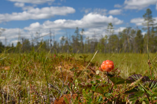 istock Closeup of a Cloud berry on a morass 825151252