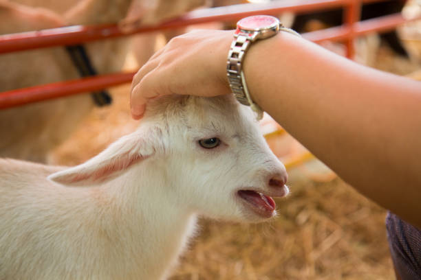 istock The baby goat is rubbed. 825151438