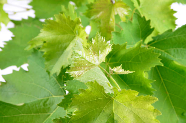 istock banch of vine leaves isolated 825154732