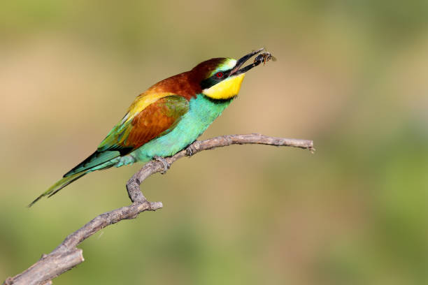 istock One bee eater sits on a branch and eating insect. 825154748