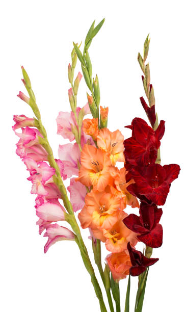 istock bouquet of gladiolus 825155022