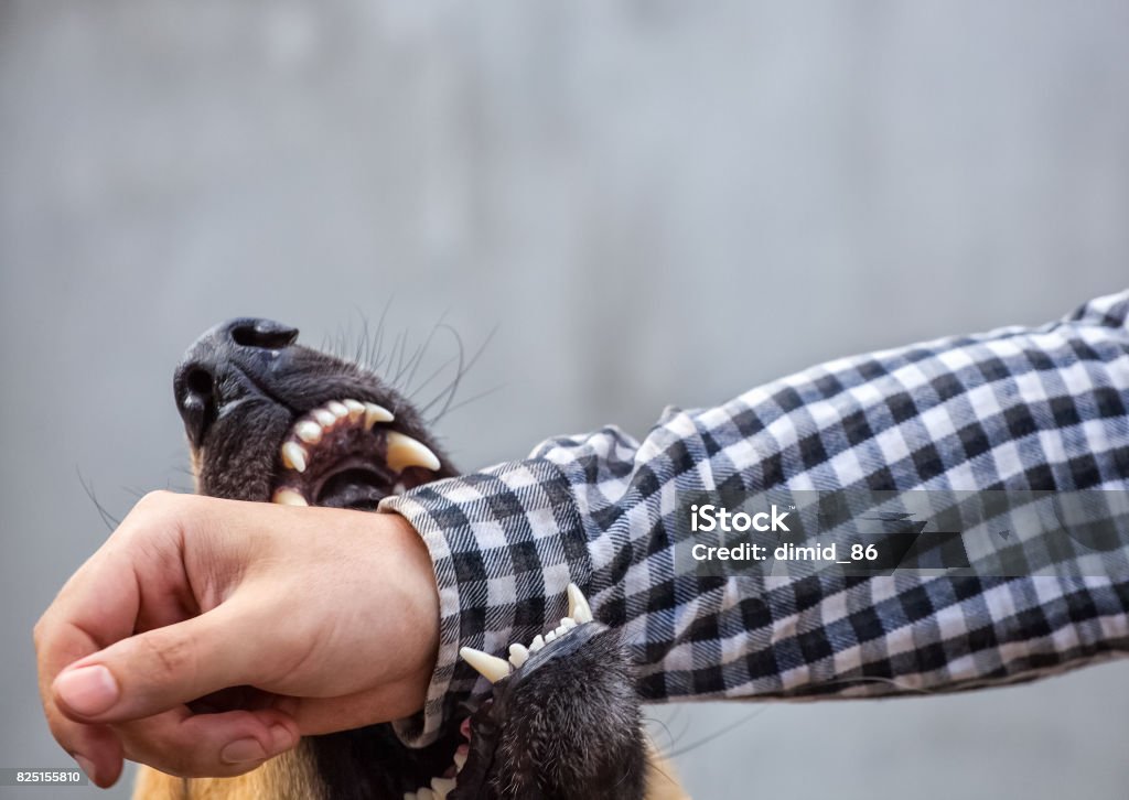 male German shepherd bites a man A male German shepherd bites a man by the hand. Dog Stock Photo