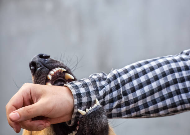 male german shepherd bites a man - biting imagens e fotografias de stock