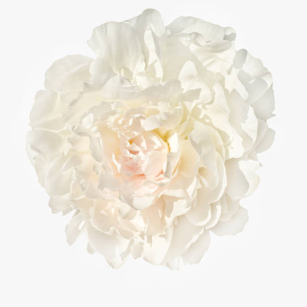 pale pink yellow peonie