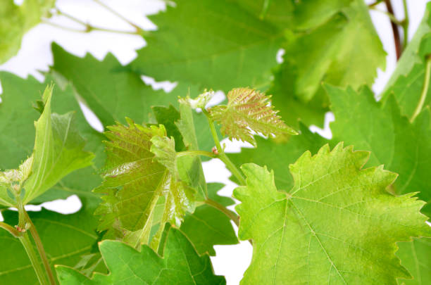 istock banch of vine leaves isolated 825156148