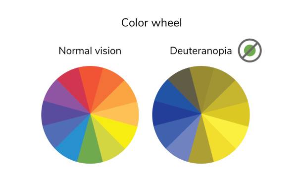 vector illustration, infographics, color wheel, palette, normal vector illustration, infographics, color wheel, palette, normal vision deuteranopia daltonism color blindness colorblind stock illustrations