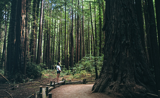A young girl is dwarfed by the giant redwoods