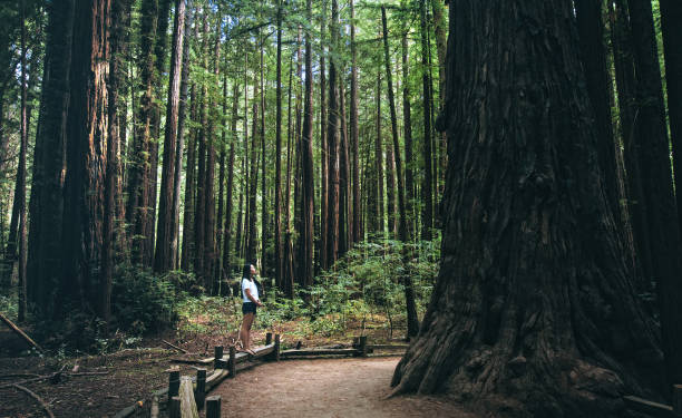 Lost in the woods (Armstrong Redwoods) stock photo